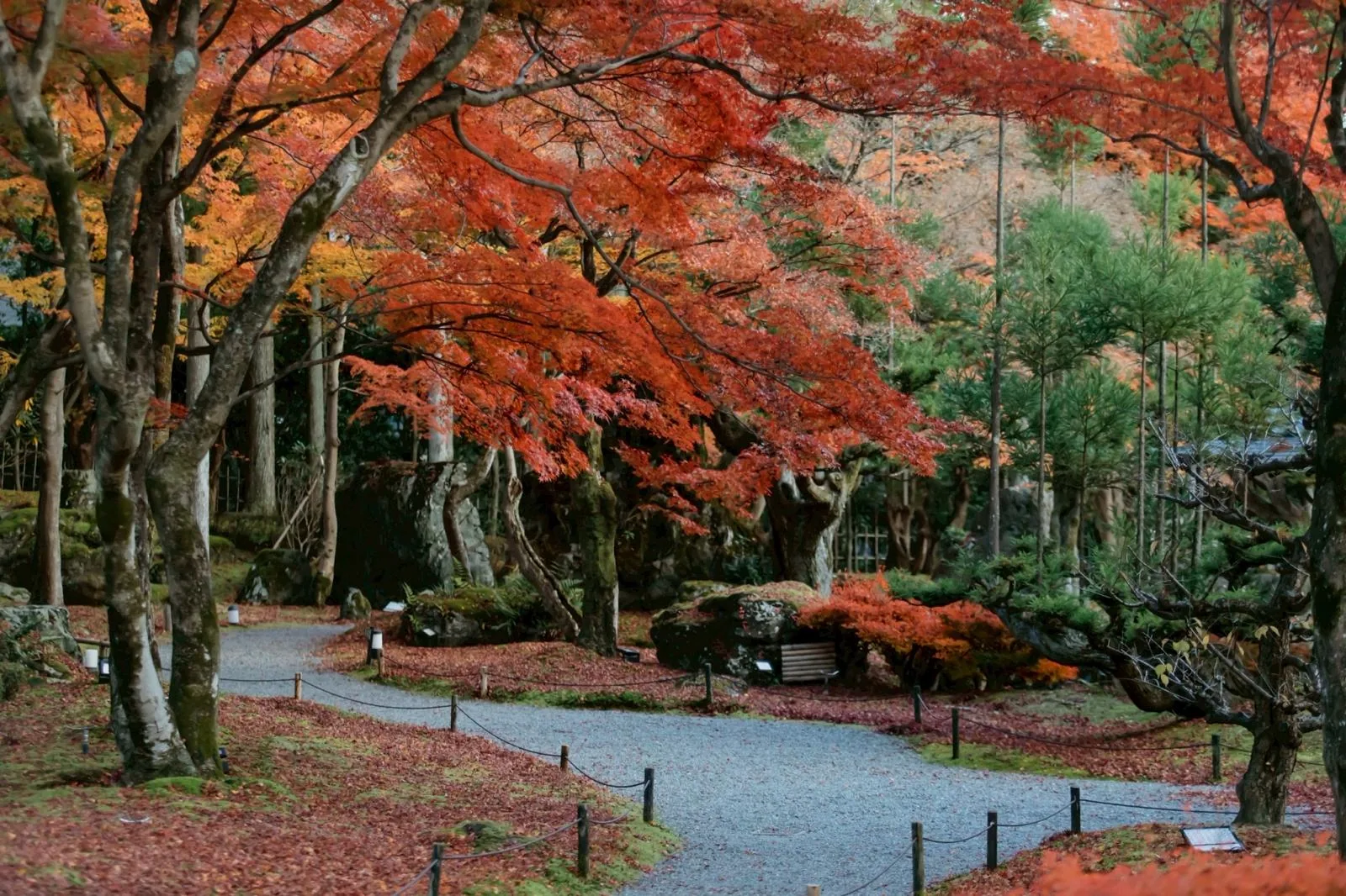 Autumn maples at Shozan Kyoto in Takagamine